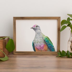 Australian Bird Print of a Rose-crowned Fruit Dove.