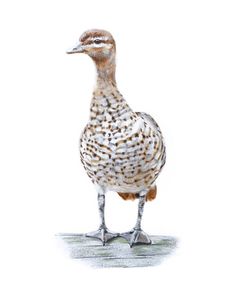 A4 Wood Duck Print Australian Bird Prints Duck Prints Etsy