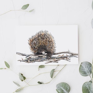 Echidna Drawing Greeting Card - Australian Wildlife