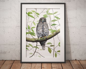 A2 Australian Owl Print, Powerful Owl Print - Owl Art Print - Australian Bird Prints