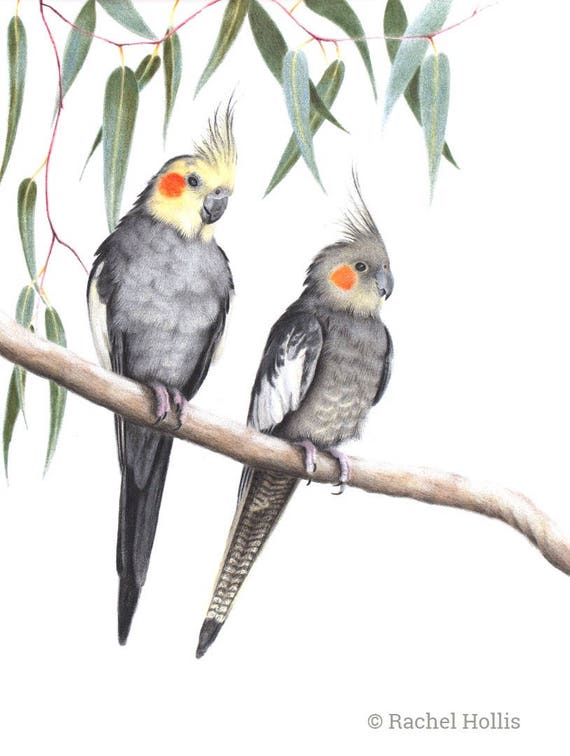 australian cockatiel bird