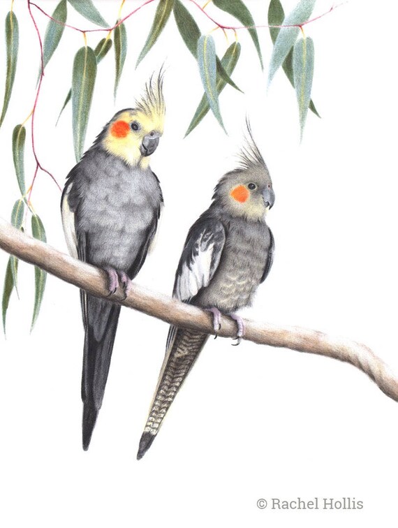 Cockatiels Perroquets Dessin Doiseaux Oiseaux Australiens Faune Art Oeuvre Originale