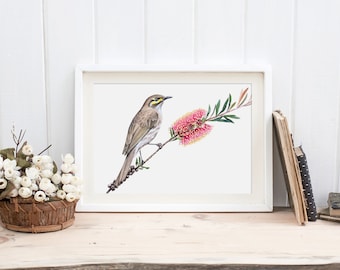 Yellow-faced Honeyeater Print, Australian Botanical Print