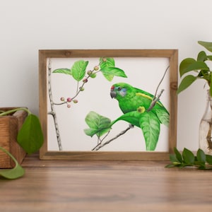 Double-eyed Fig Parrot Print, Australia Bird Print