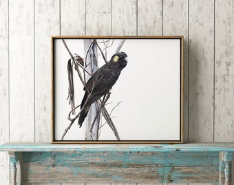 Yellow-tailed Black Cockatoo Print - Australian Bird Art
