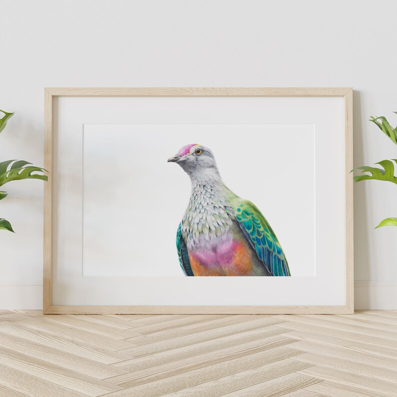 Australian Fruit Dove Print, A4 size.