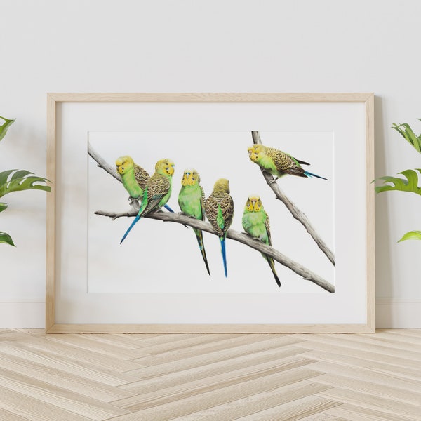 Budgie Print - Australia Bird Print - Budgerigar PRINT - Parrot - Parakeet Print