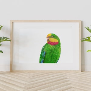 Superb Parrot Print, Australia Bird Art