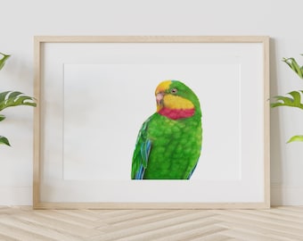 Superb Parrot Print, Australia Bird Art