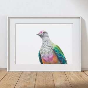 Australian Fruit Dove print, A2.