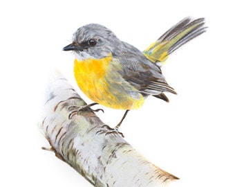 5x7" Eastern Yellow Robin - Australian Birds - Wildlife - Art Print