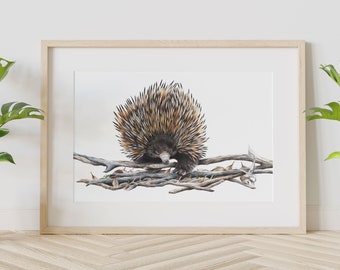 Echidna Print - Animal Print - Australian Native Wall Art Prints