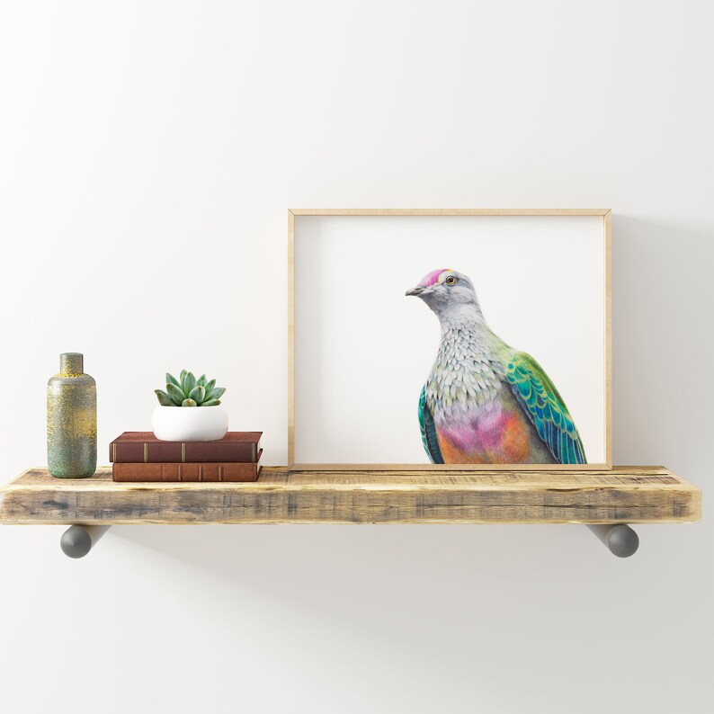 Australian Bird Art, Rose-crowned Fruit Dove drawing.