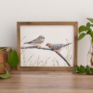 Zebra Finch Print- Australian Native Bird Prints