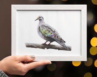 Common Bronzewing Bird Print - Australian Native Bird Art