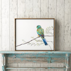 Mulga Parrot Print, Australia Bird Art, Parrot PRINT