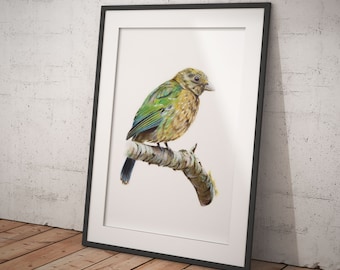 Puede incluir: Una ilustración enmarcada de un pájaro verde y marrón posado en una rama. El pájaro tiene una cola larga y un pico pequeño. El fondo es blanco.