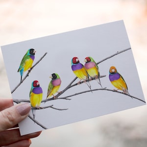 Gouldian Finches - Australian Greeting Card, Australian, Bird, Cards, 5x7"