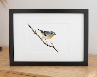 Könnte beinhalten: Ein schwarzer gerahmter Druck eines Aquarells eines kleinen, schwarz-weißen Vogels mit gelben und orangefarbenen Akzenten, der auf einem Ast sitzt.