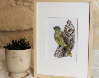 Könnte beinhalten: Eine gerahmte Illustration eines grün-braunen Vogels, der auf einem Ast sitzt. Der Vogel hat ein blaues Auge und ist von einem weißen Passepartout umgeben.