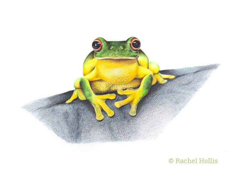 Original Frog Drawing Red Eyed Tree Frog Australian Etsy