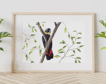 Könnte beinhalten: Ein gerahmtes Aquarellbild eines schwarzen Kakadus mit gelbem Kopf und roten Schwanzfedern, der auf einem Ast mit grünen Blättern sitzt.