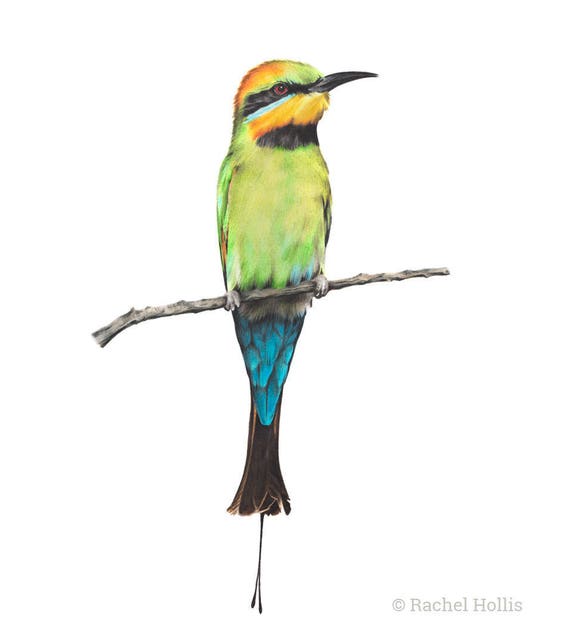 5x7 Rainbow Bee Eater Australian Bird Art Print Etsy