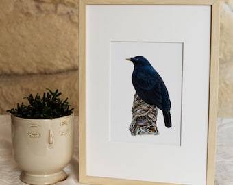 Könnte beinhalten: Ein gerahmter Druck eines schwarzen Vogels, der auf einem Ast sitzt. Der Vogel hat einen gelben Schnabel und schaut nach rechts. Der Hintergrund ist weiß.