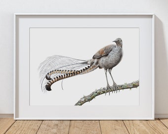 Lyrebird Art Print - Australian Bird Print - Superb Lyrebird Wall Art