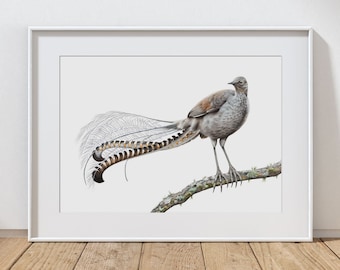 Lyrebird Art Print: Australian Songbird Wall Decor