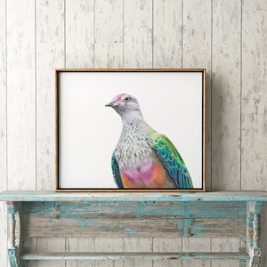 Rose-crowned Fruit Dove Print