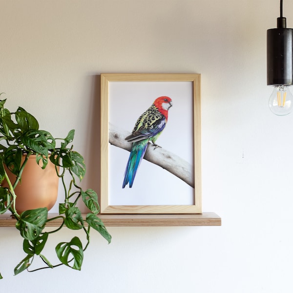 Eastern Rosella Art Print: Australian Bird Giclée Fine Art