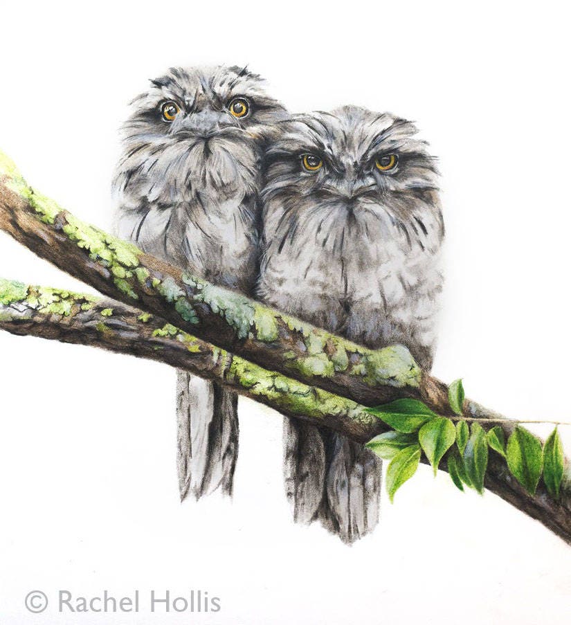 Tawny Frogmouth Print 5x7 Frogmouth Art Print Australian Etsy Australia