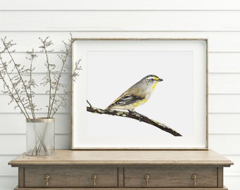 Striated Pardalote Print - Australian Native Bird Print