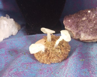 Glow in the Dark Mushroom Display