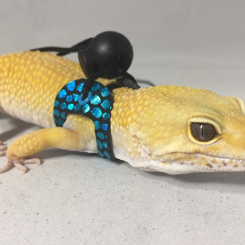 lizard leash leopard gecko