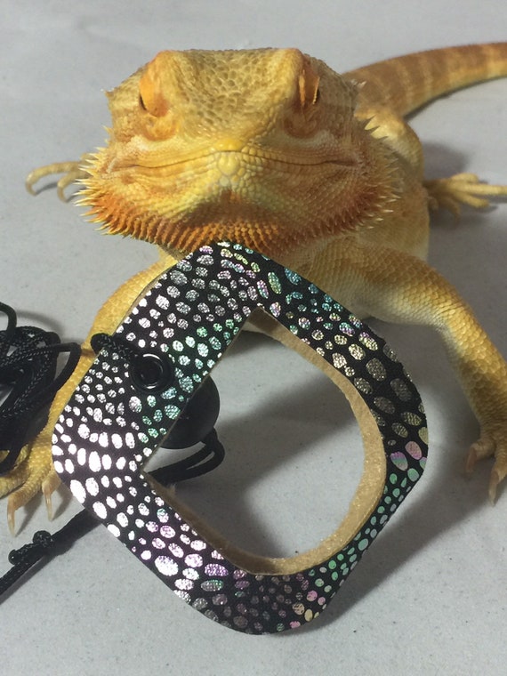 Juvenile bearded top dragon leash