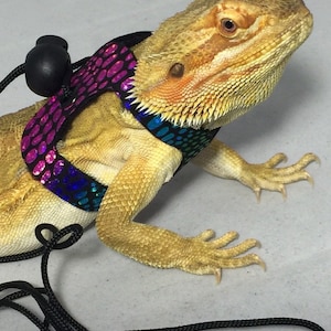 Mango the Bearded Dragon - Alexandria Living Magazine