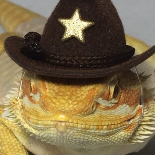 2 Hats!   Dragon Wings and Things  Brown Cowboy Hat + 1 Birthday Hat (Random Color )