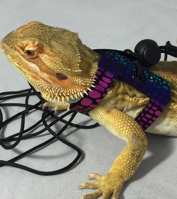 Mango the Bearded Dragon - Alexandria Living Magazine