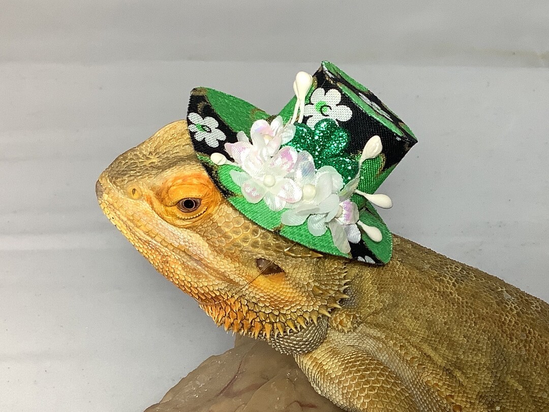 Dragon Wings and Things St Patricks Day Top Hat Adult Bearded Dragon - Etsy