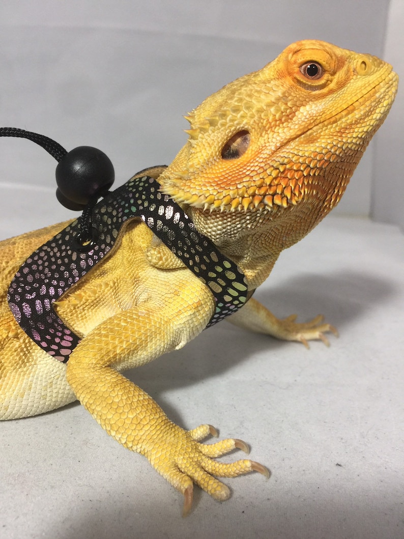 Dragon Wings and Things Adult Bearded Dragon Harness/ Leash Etsy