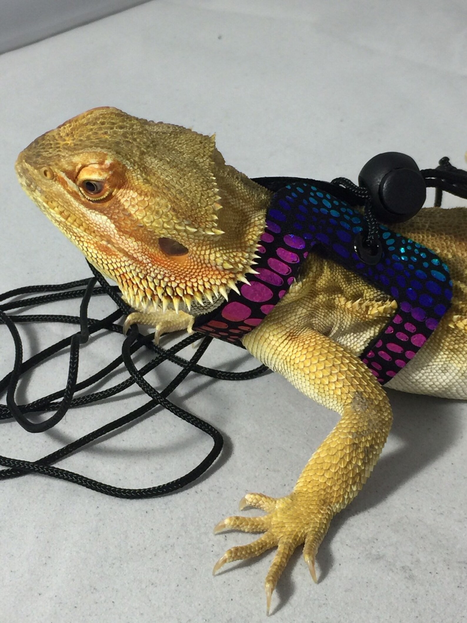 Dragon Wings and Things Adult Bearded Dragon Harness / Leash Etsy
