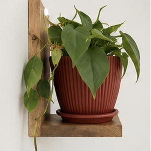 May include: A terracotta-colored, ribbed plant pot with a matching saucer sits on a light brown wooden corner shelf. A green heart-leaf philodendron plant with trailing vines grows from the pot, which is mounted against a plain white wall.