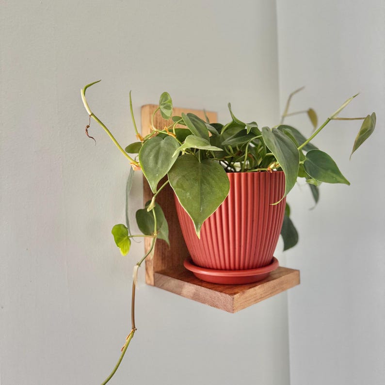 May include: A terracotta-colored, vertically ribbed plant pot with a matching saucer sits on a light brown wooden wall-mounted shelf. A trailing green philodendron plant with heart-shaped leaves grows out of the pot, with vines extending outward.