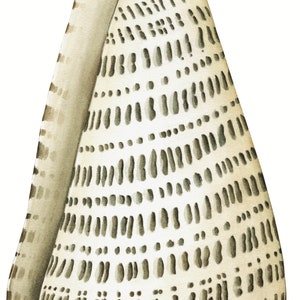 May include: Watercolor illustration of a cone-shaped seashell. The shell is primarily off-white with a pattern of dark gray dashes and dots. The shell's edge is a lighter shade of off-white.