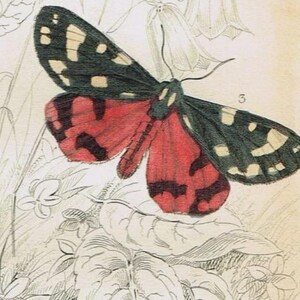 Puede incluir: Una ilustración botánica vintage etiquetada como PLATE 19 que muestra cuatro polillas. Dos polillas tienen alas color crema con patrones negros, una tiene alas negras y rojas, y otra tiene alas negras y grises, sobre un follaje dibujado a líneas.