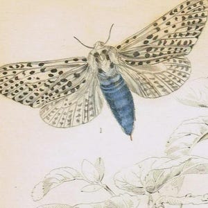 Pode incluir: Uma ilustração botânica vintage rotulada PLATE 15 apresentando uma mariposa-leopardo com asas manchadas e corpo azul, uma lagarta amarela com pontos pretos e uma mariposa com asas bronzeadas, todas sobre ramos desenhados com detalhes.