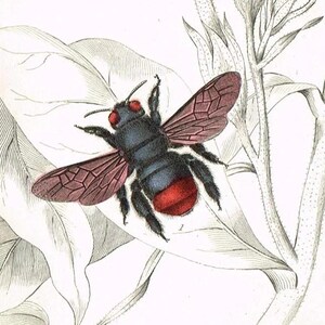 Violett snickarbi tropiska bin tallrik 20 jardiner 1840 antik handfärgad stålgravyr Lizars Stewart biodling insektstryck