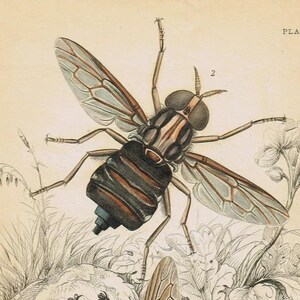 May include: A vintage botanical-style print labeled PLATE 57 featuring two insects. The top insect is labeled 2, Acanthomera immanis, with brown wings and a dark striped body. The bottom insect is labeled 1, Asilus abdominalis, with green stripes.